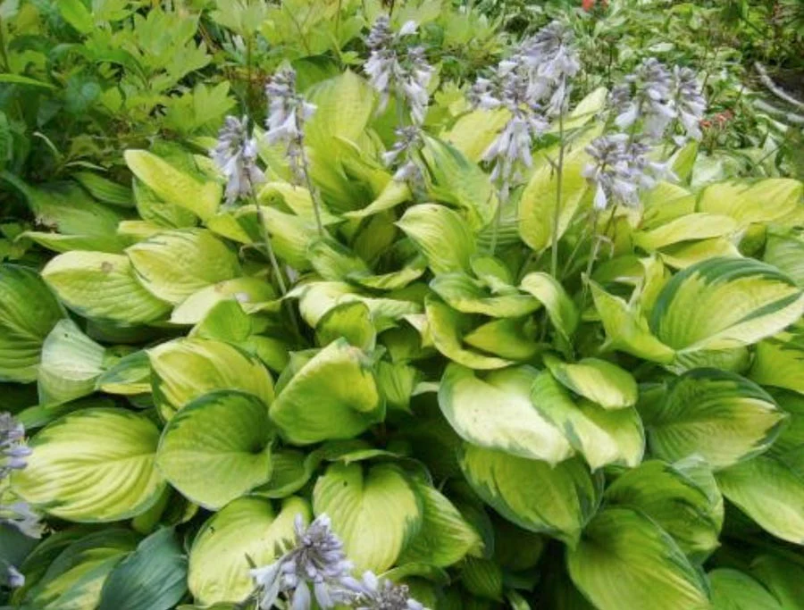 Hosta 'Gold Standard' - Image 3