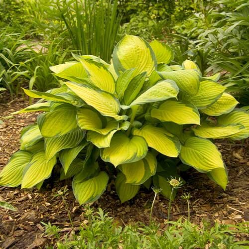 Hosta 'Gold Standard' - Image 4