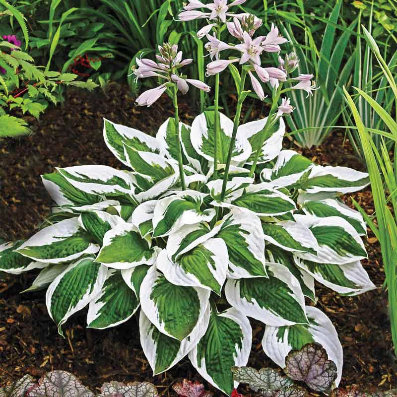 Hosta 'Patriot' 2 Litre - Image 2