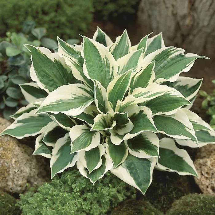Hosta 'Patriot' 2 Litre - Image 4