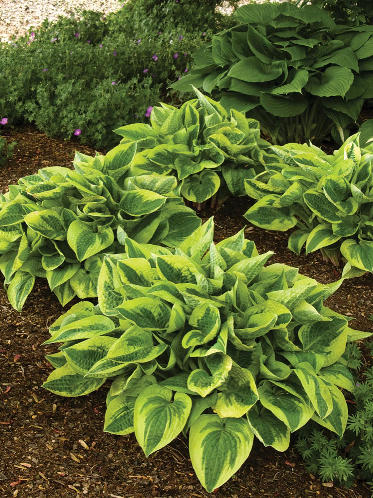 Hosta 'Wide Brim' 2L - Image 2