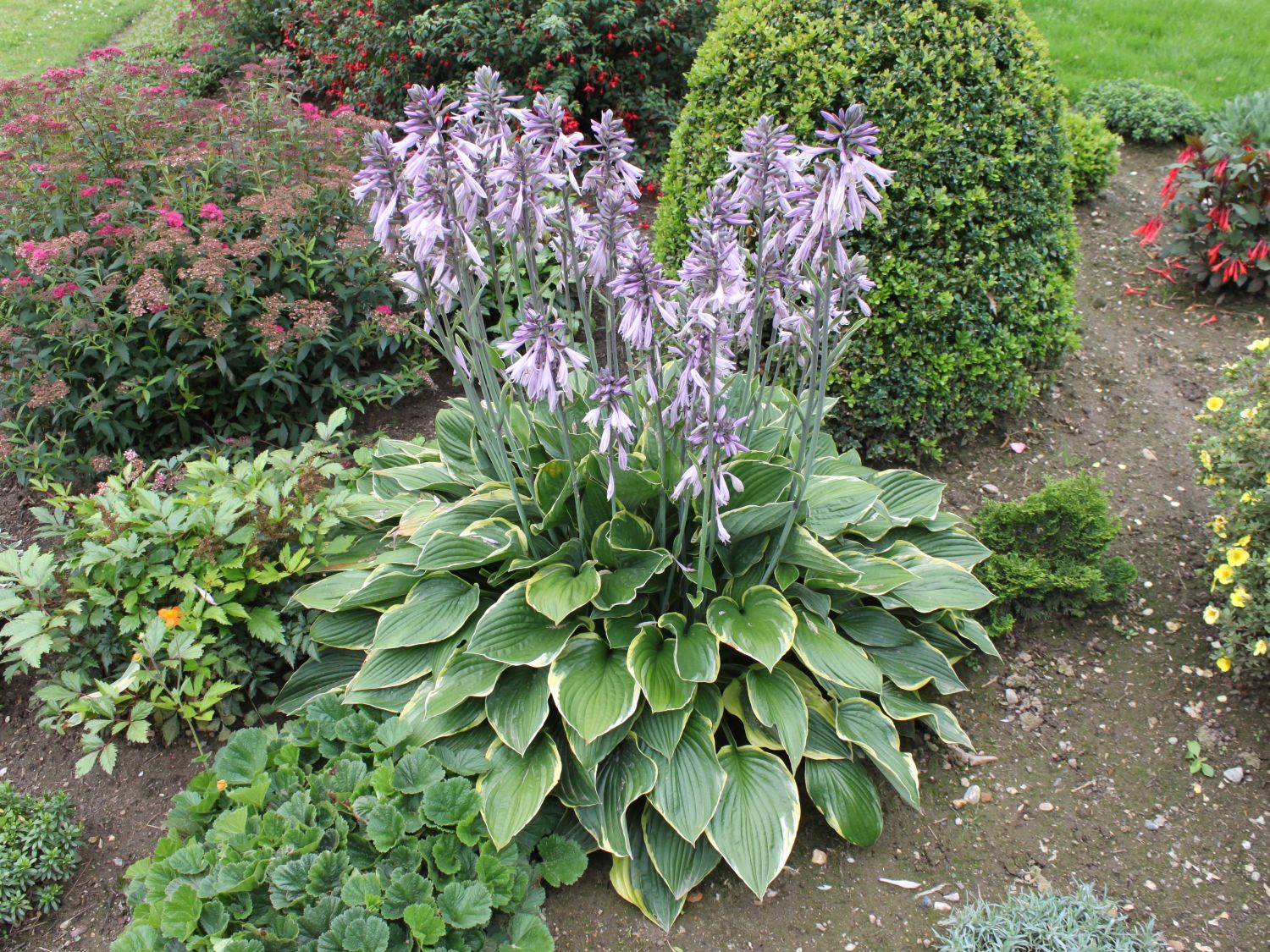 Hosta 'Wide Brim' 2L - Image 3