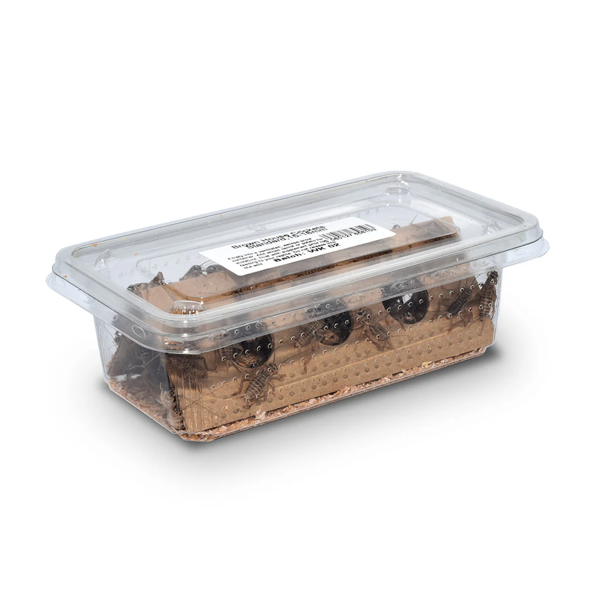 House Brown Crickets Hatchling Tub (1-2 millimetre) - Image 2
