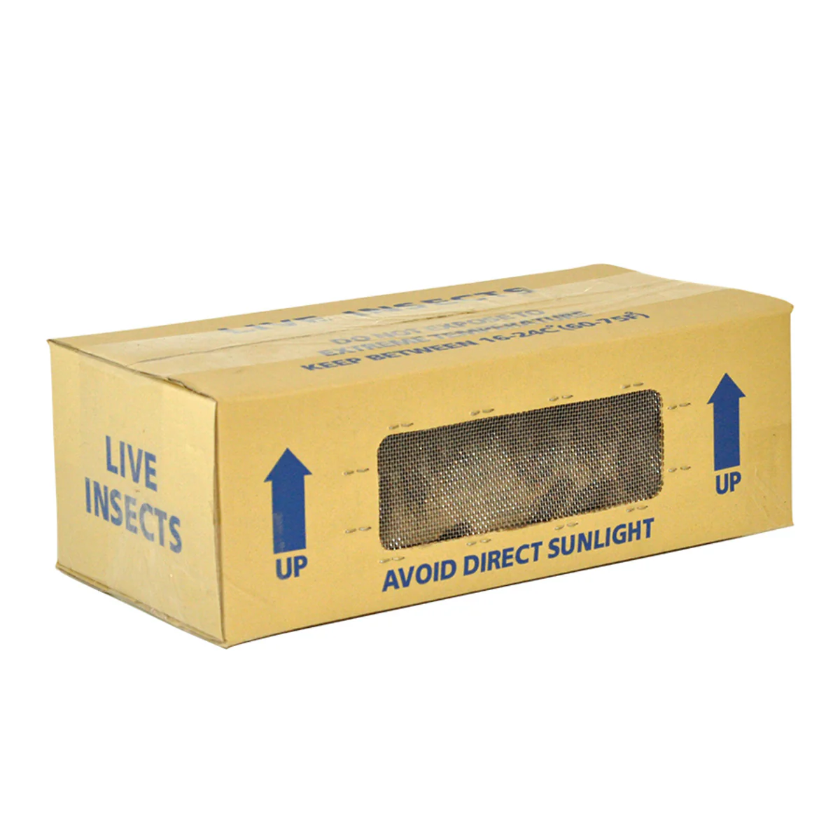 House Brown Crickets Hatchling Tub (1-2 millimetre) - Image 3