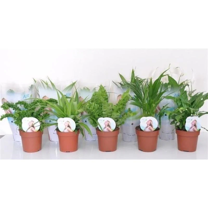 Houseplant Air So Pure mix (P12)