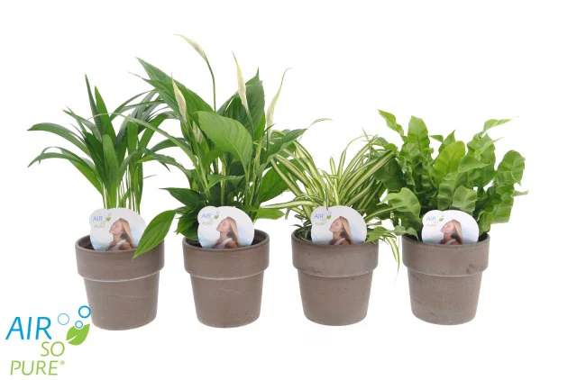 Houseplant 'Air So Pure' Mix With Terracotta Pot (12 cm)