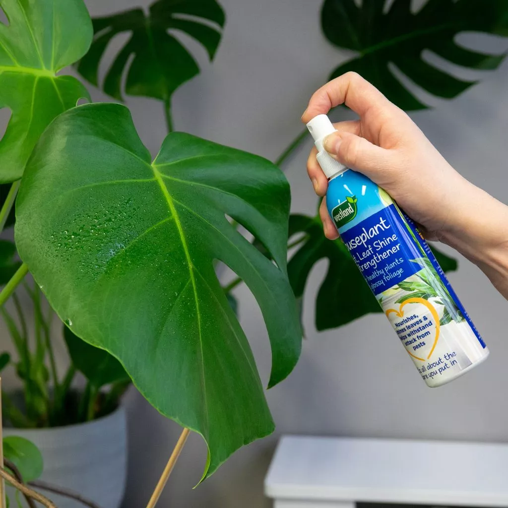 Houseplant Mist & Leaf Shine - Image 2