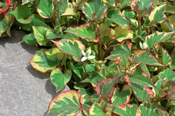 Houttuynia cordata 'Chameleon' | Heartleaf Houttuynia P9 - Image 2