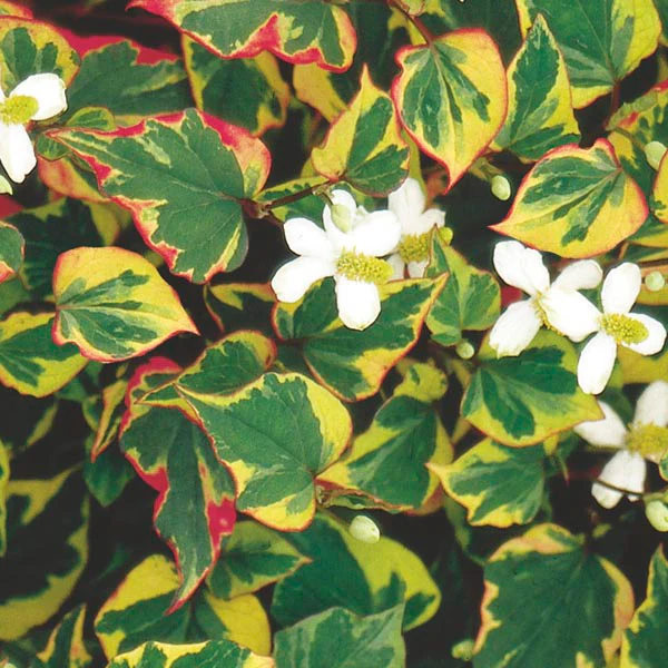 Houttuynia cordata 'Chameleon' | Heartleaf Houttuynia P9 - Image 3