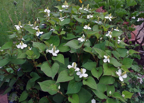 Houttuynia cordata | Chameleon Plant P9 - Image 2