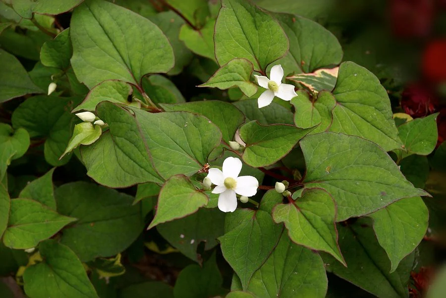 Houttuynia cordata | Chameleon Plant P9 - Image 3