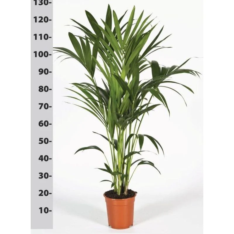 Howea forsteriana - Kentia Palm 120-125 cm