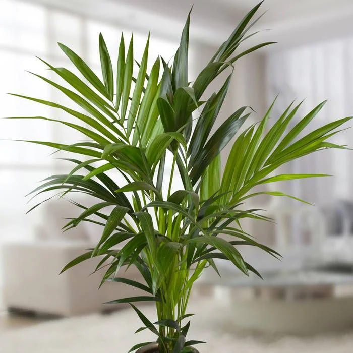 Howea forsteriana  P24  150 CM