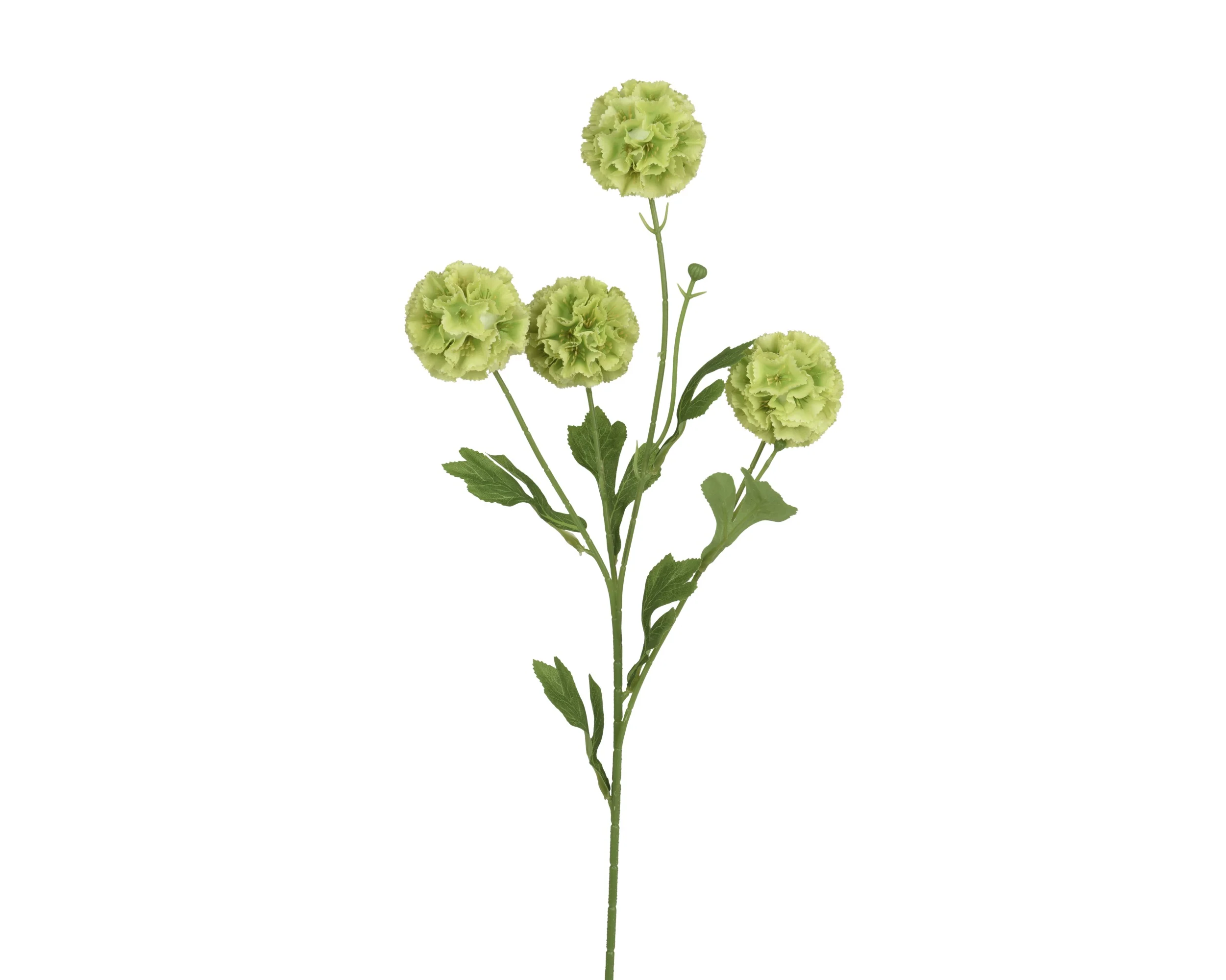 hydrangea stem scabiosa