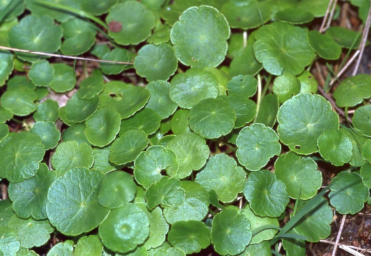 Hydrocotyle vulgaris | Marsh Pennywort P9