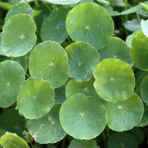 Hydrocotyle vulgaris | Marsh Pennywort P9 - Image 2