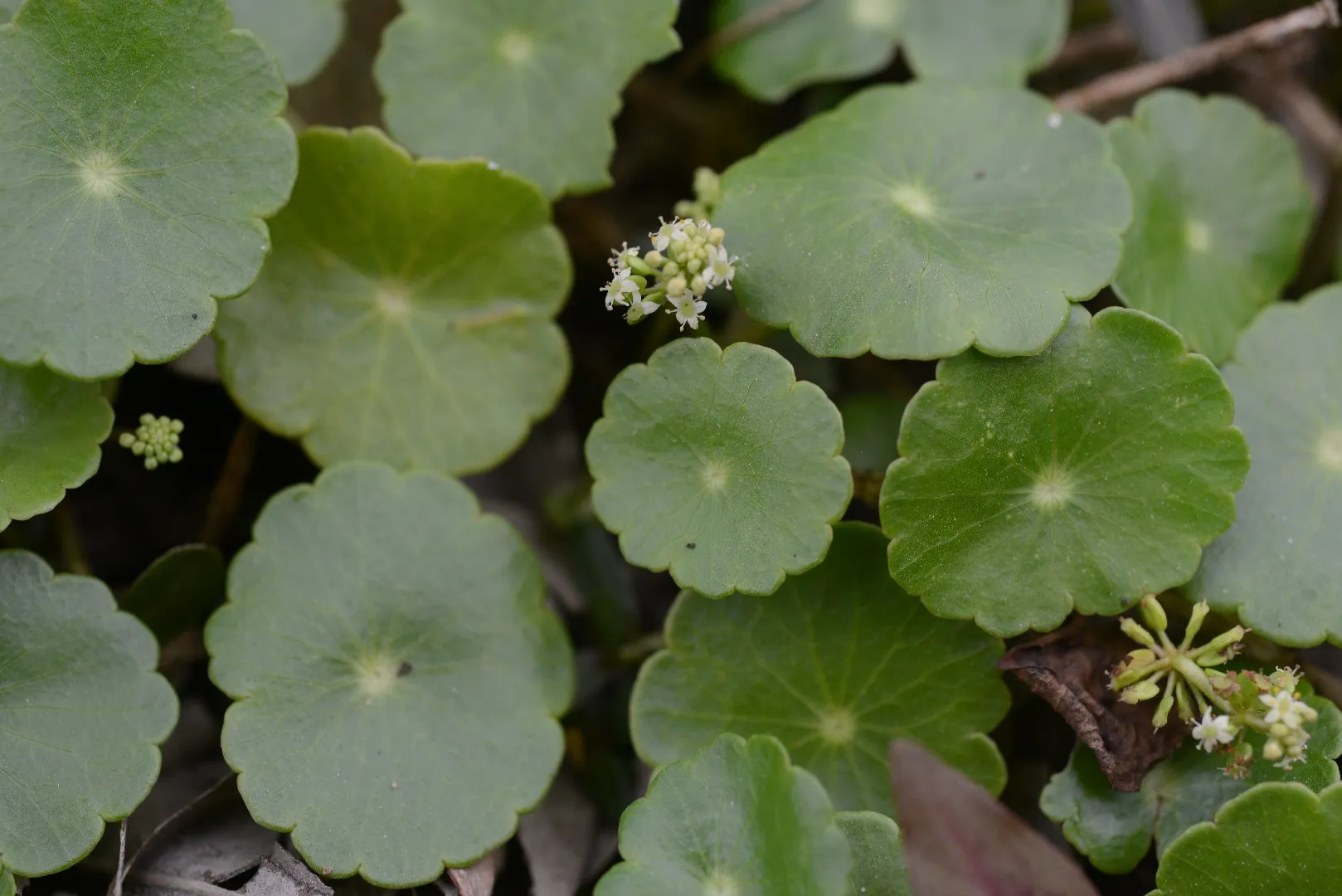 Hydrocotyle vulgaris | Marsh Pennywort P9 - Image 3