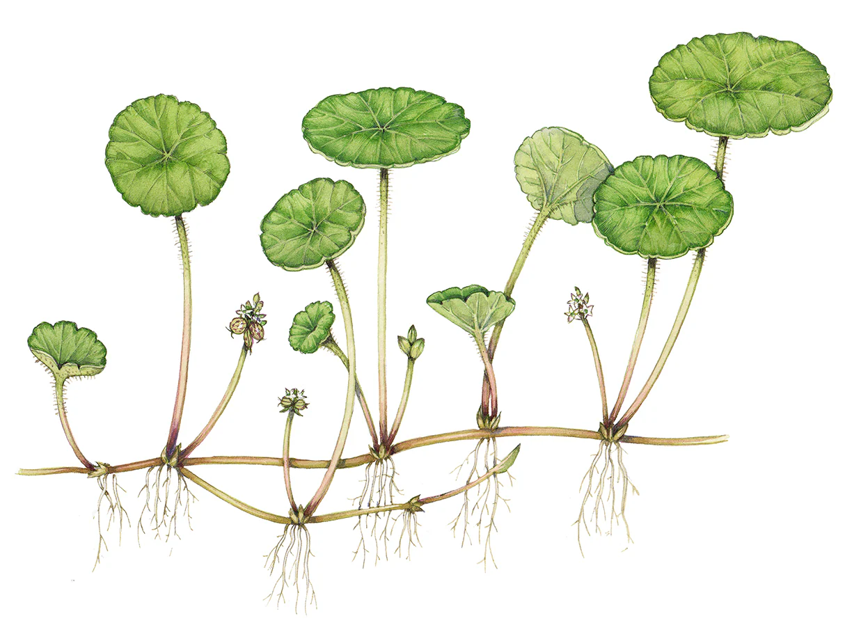 Hydrocotyle vulgaris | Marsh Pennywort P9 - Image 4