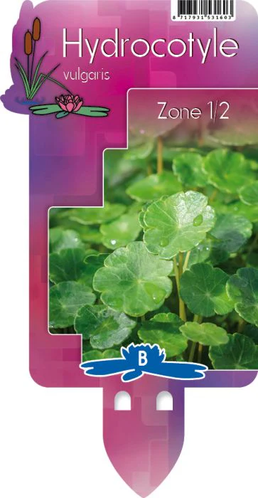 Hydrocotyle vulgaris | Marsh Pennywort P9 - Image 5