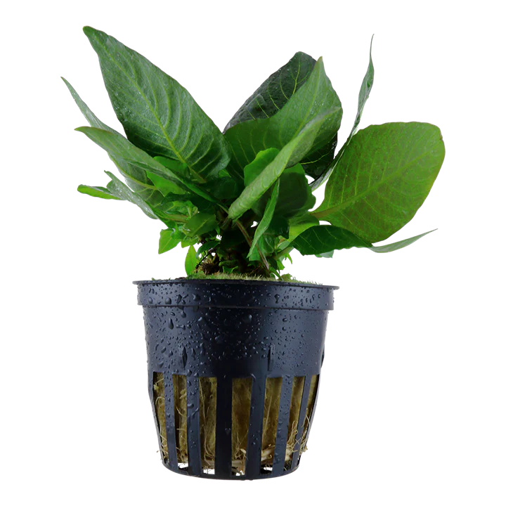 Hygrophila Corymbosa 'Compact'