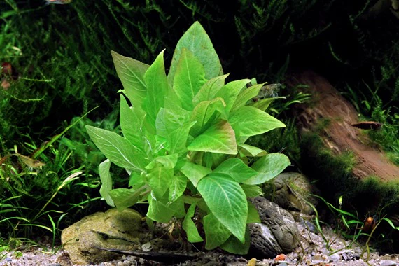 Hygrophila Corymbosa 'Compact' - Image 3