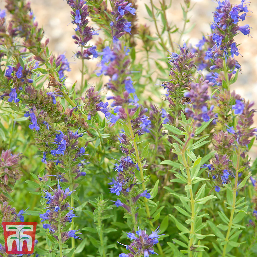 Hyssopus officinalis 'Tricolour Mixed' - Kew Pollination Seed Collection - Image 3