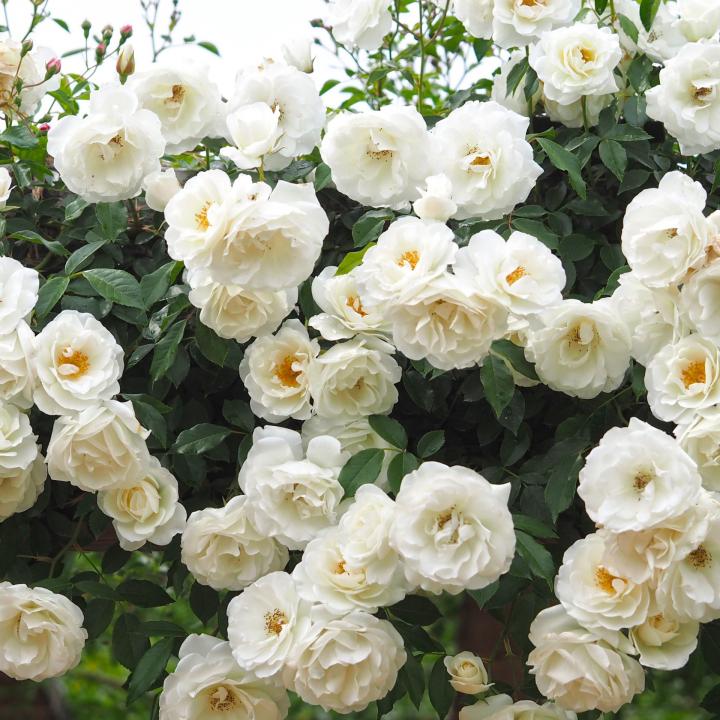Iceberg Climbing Rose 4.5 Litre - Image 3