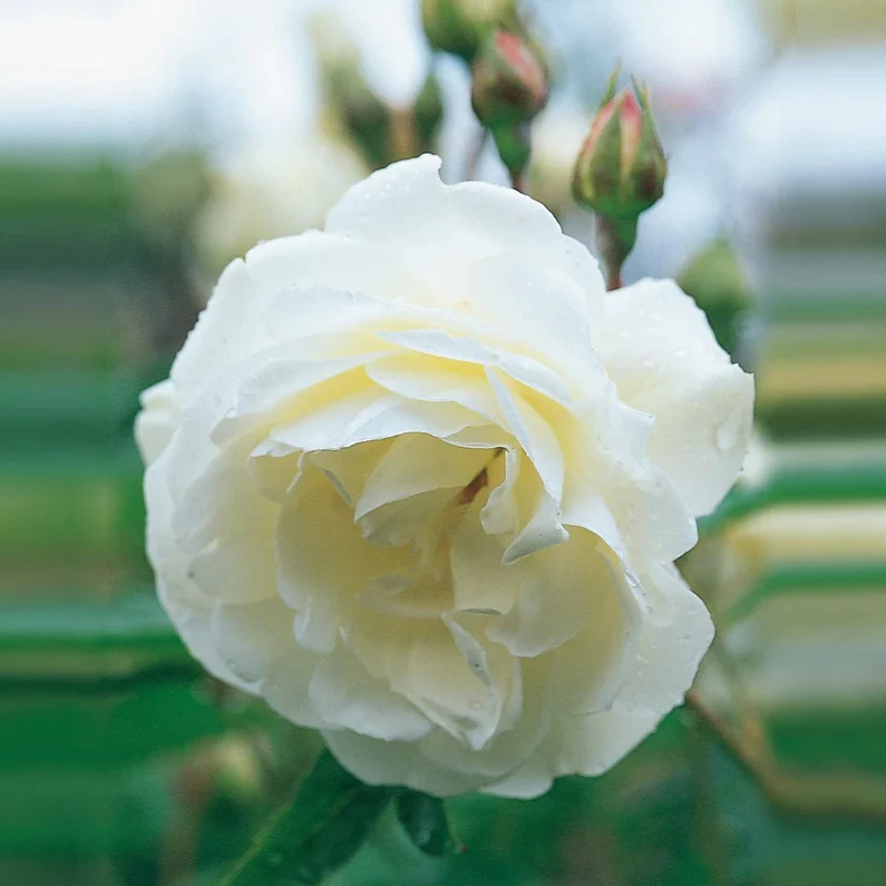 Iceberg Floribunda Rose 4.5 Litre