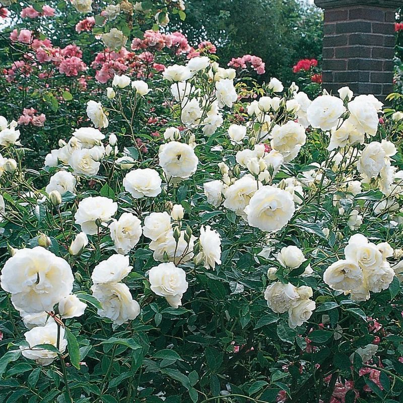 Iceberg Floribunda Rose 4.5 Litre - Image 2