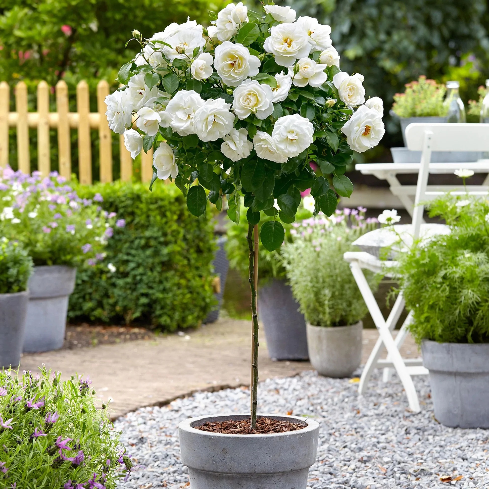 Iceberg Standard Rose 12 Litre