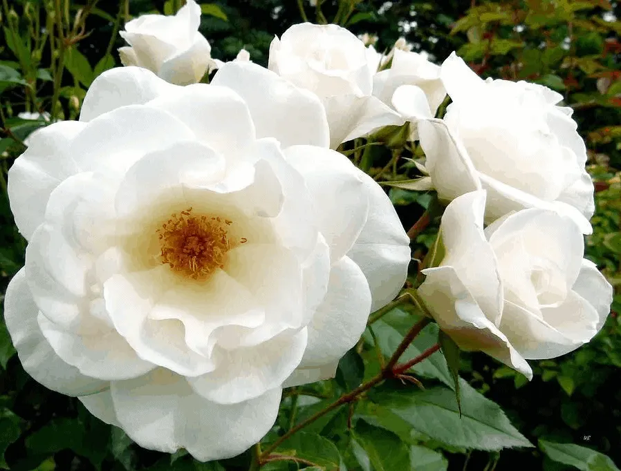 Iceberg Standard Rose 12 Litre - Image 2