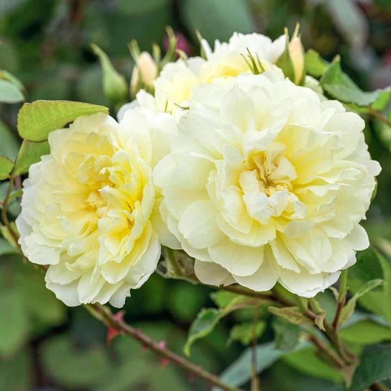 Imogen David Austin Fragrant Rose 6 Litre