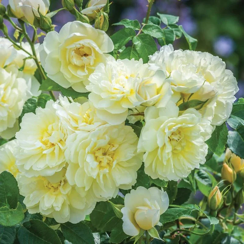 Imogen David Austin Fragrant Rose 6 Litre - Image 2
