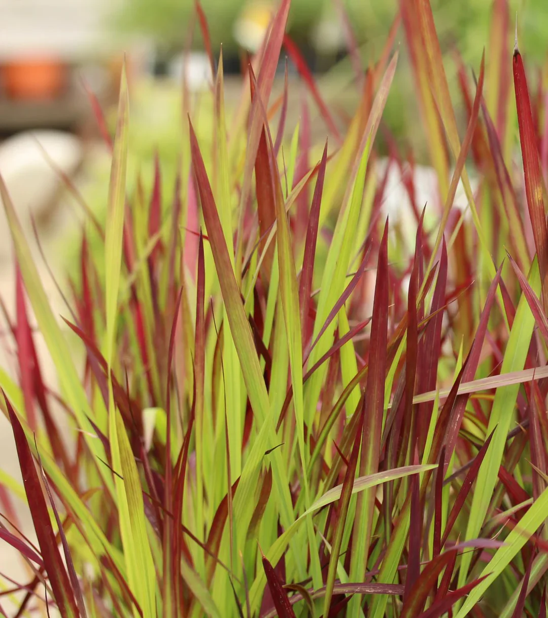 Imperata Cylindrica 'Red Baron' (2 Litre) - Image 3