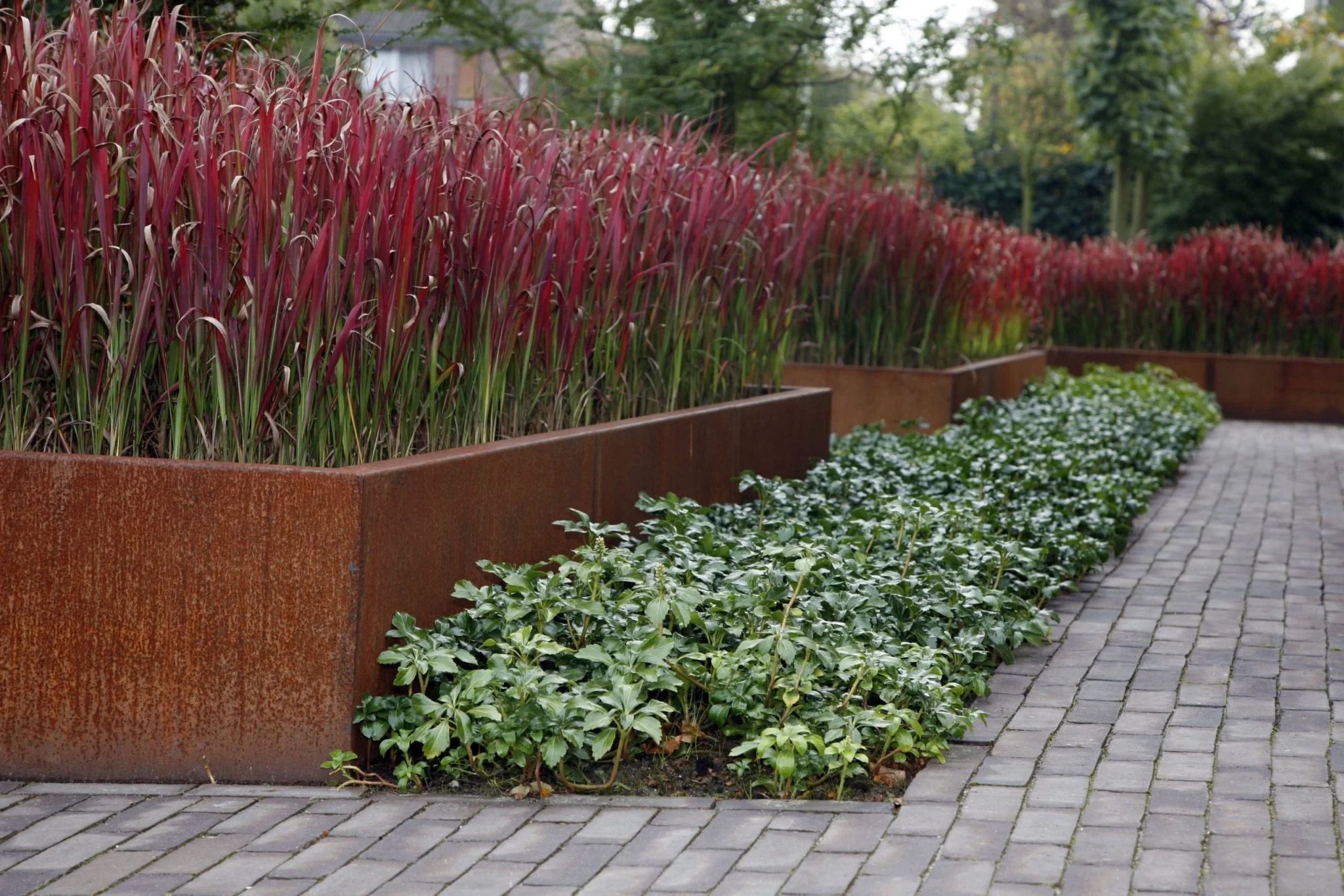Imperata Cylindrica 'Red Baron' (2 Litre) - Image 4