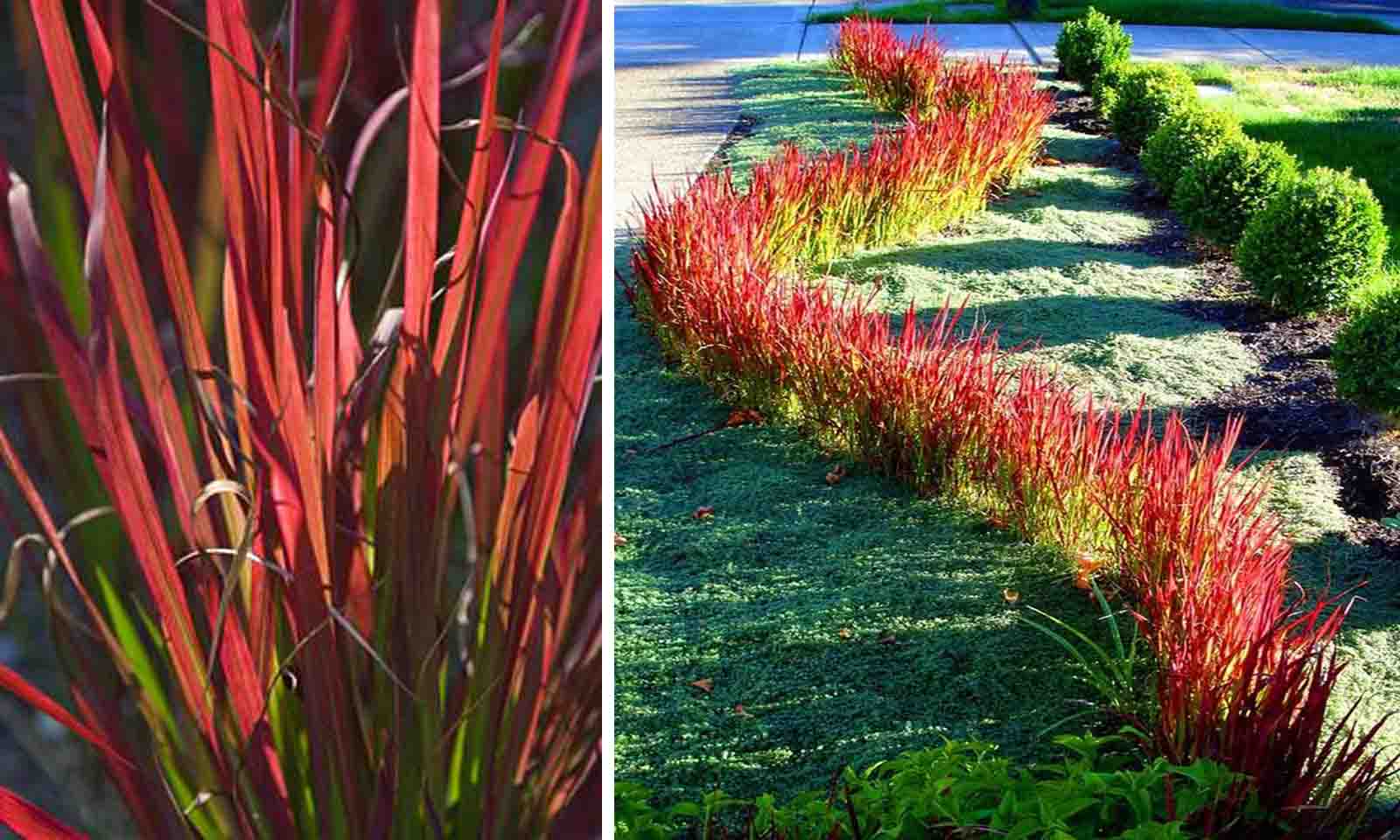 Imperata Cylindrica 'Red Baron' (2 Litre) - Image 5