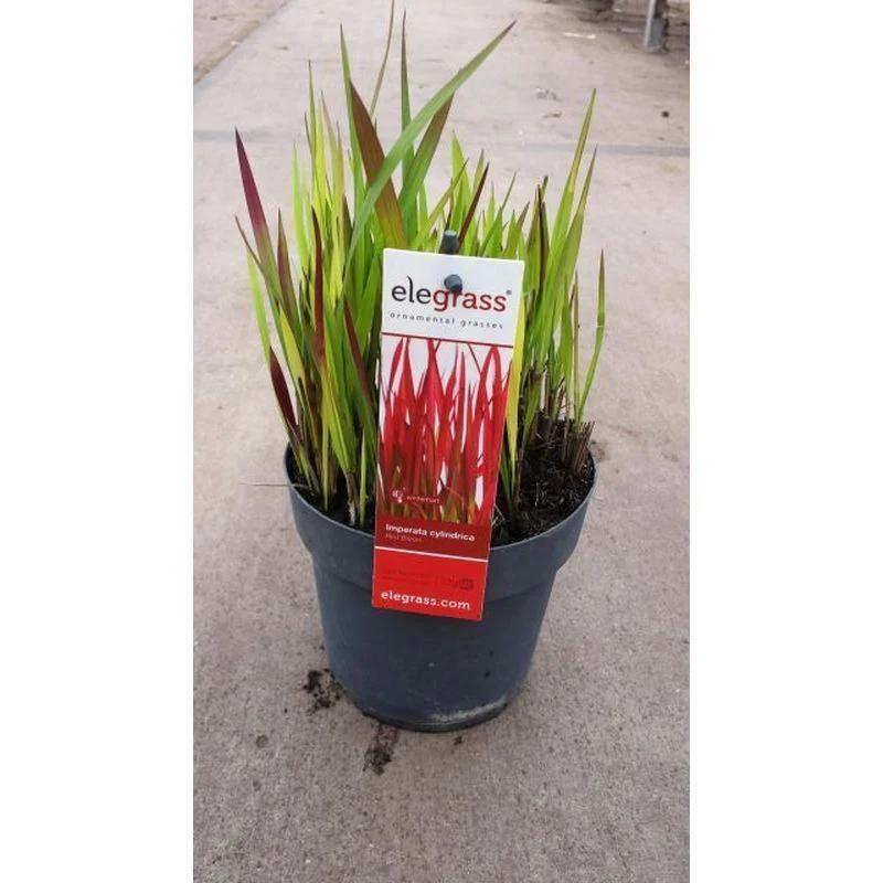 Imperata Cylindrica 'Red Baron' (2 Litre) - Image 6