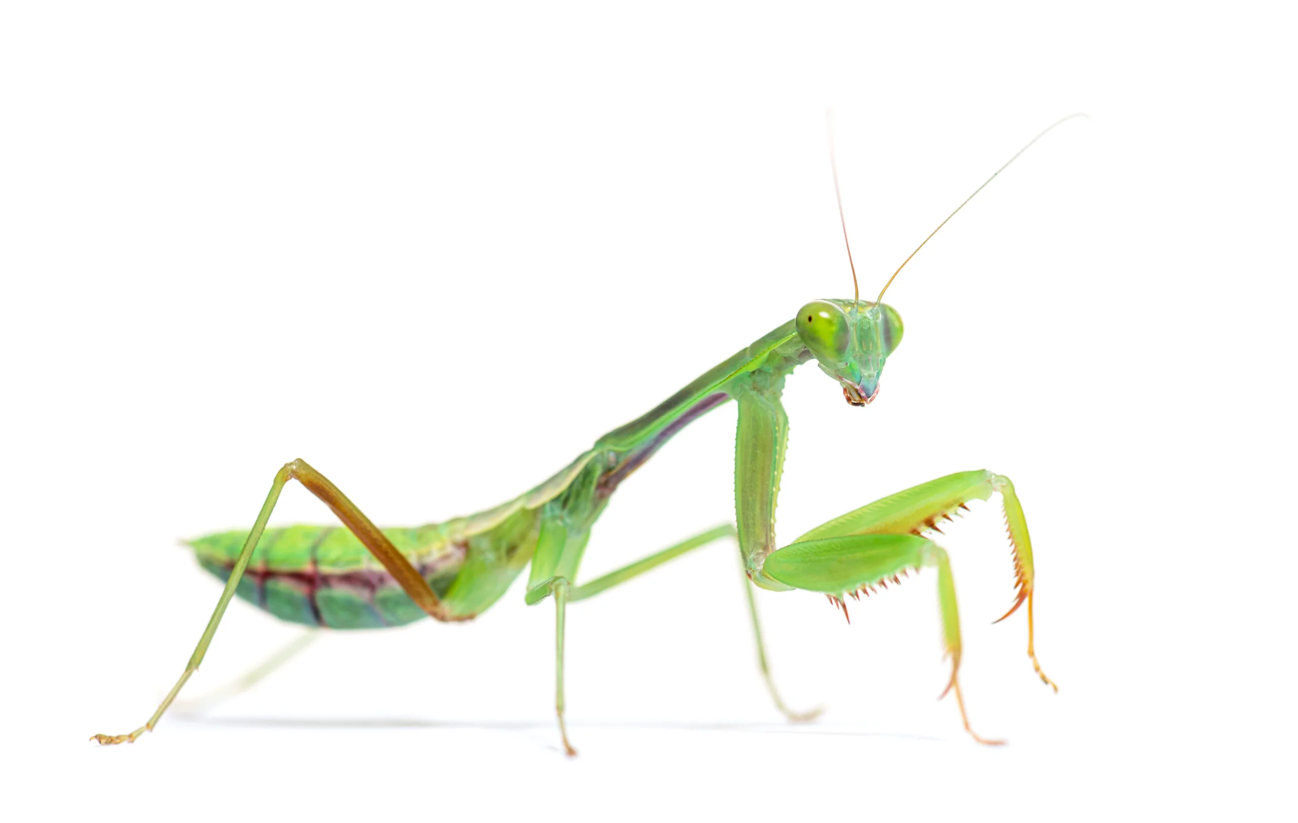 Indian Giant Mantis (Hierodula membranacea)
