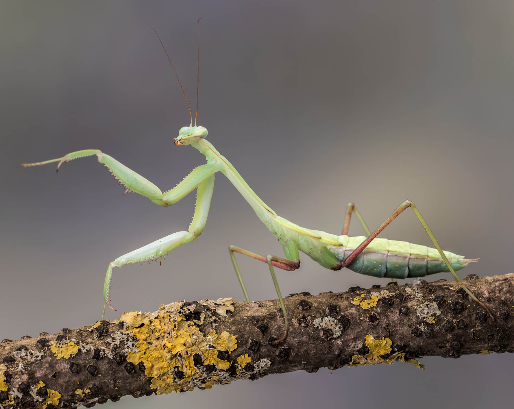 Indian Giant Mantis (Hierodula membranacea) - Image 2