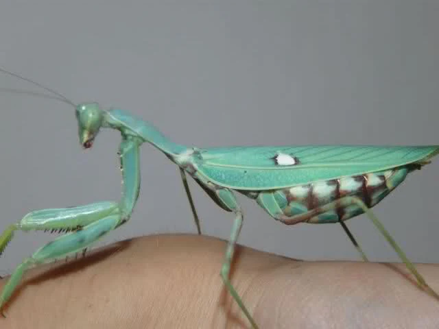 Indian Giant Mantis (Hierodula membranacea) - Image 3