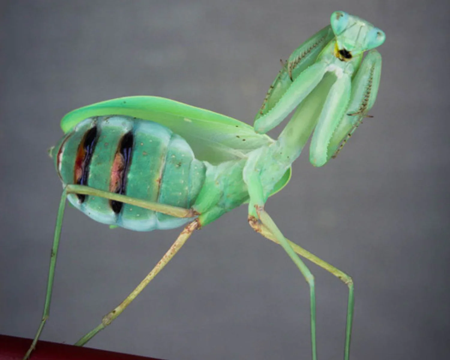 Indian Giant Mantis (Hierodula membranacea) - Image 4