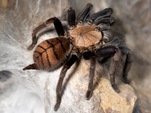 Indian Violet Tarantula (Chilobrachys fimbriatus) - Image 2