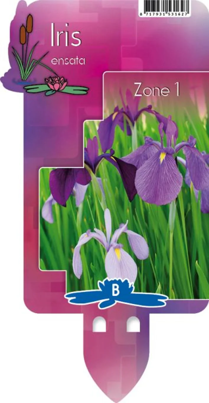 Iris kaempferi P9
