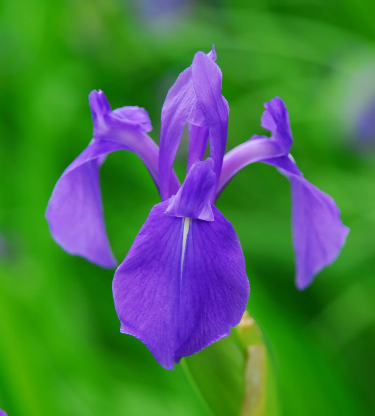 Iris laevigata P9