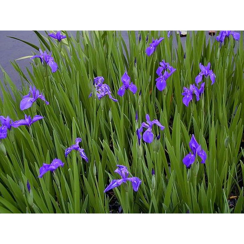 Iris laevigata P9 - Image 2