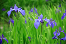 Iris laevigata P9 - Image 3