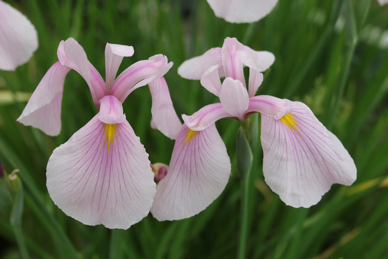 Iris laevigata 'Rose Queen' P9 - Image 3