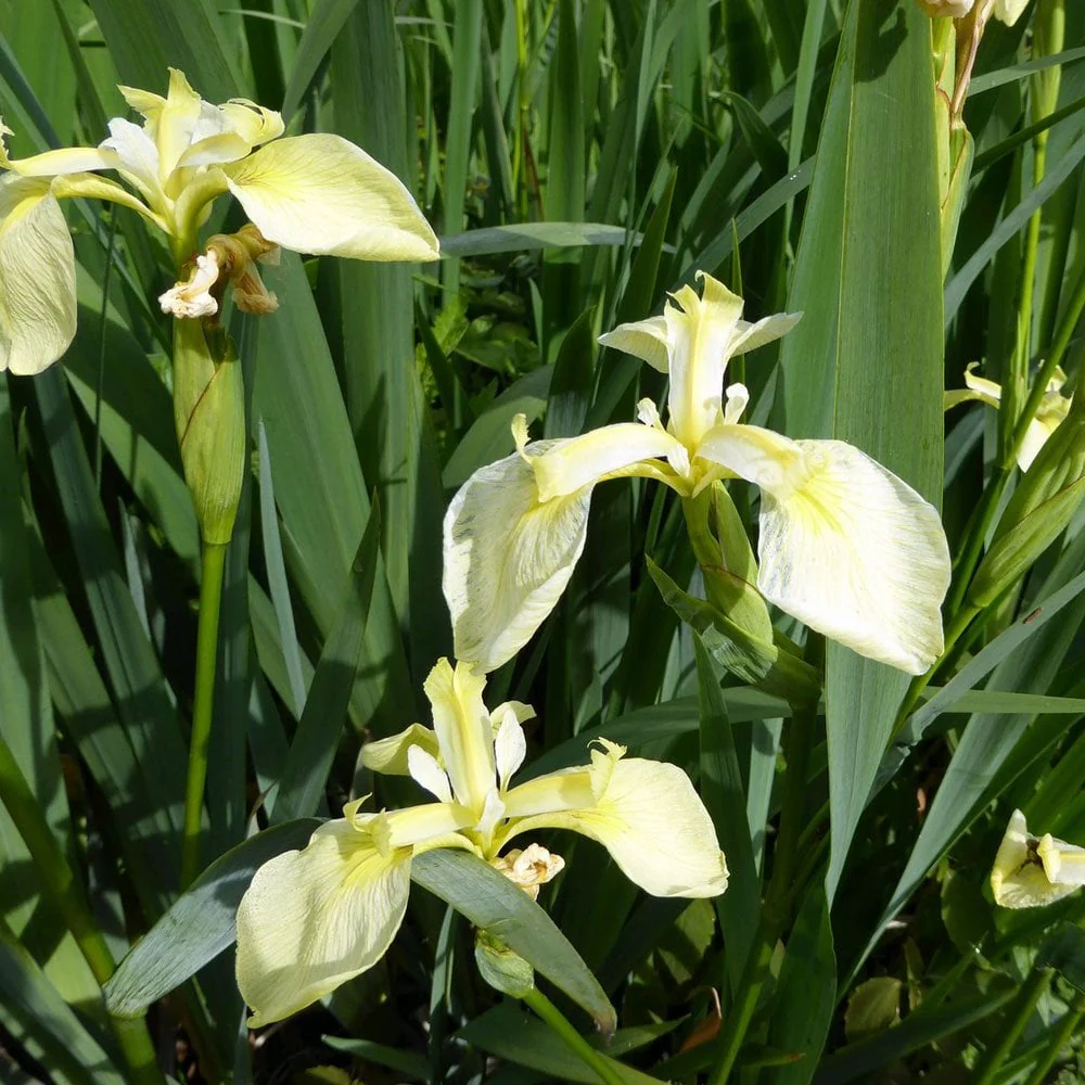 Iris pseudac. 'Bastardii' / P9