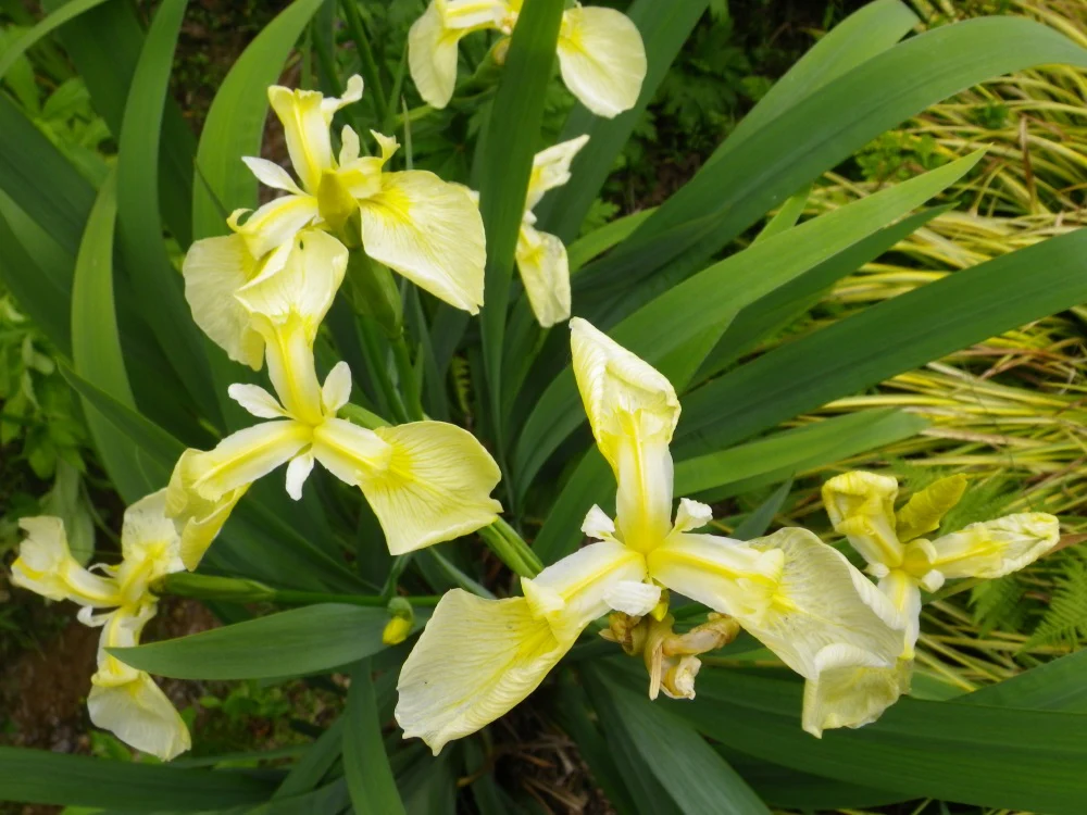 Iris pseudac. 'Bastardii' / P9 - Image 3