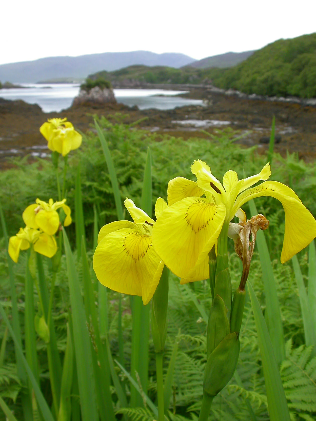 Iris pseudacorus P9 - Image 2